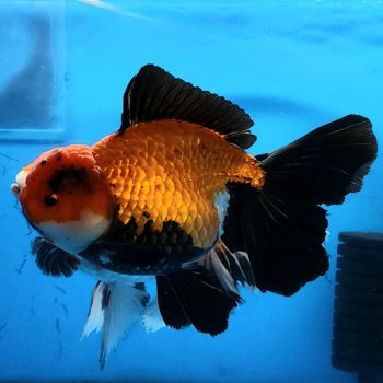 Carassius auratus -Red Black Apache Oranda 8-9 cm - Ψάρια Γλυκού