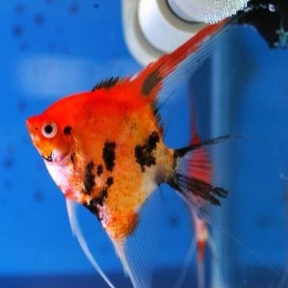 Pterophyllum scalare – Red Devil Angelfish 3-3.5cm - Ψάρια Γλυκού