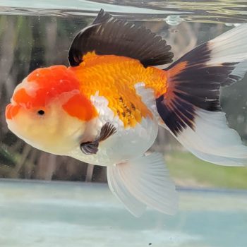 Carassius auratus- Tricolor Oranda 7-8cm - Sales