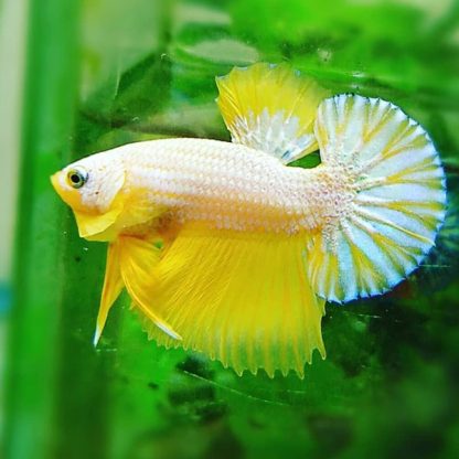 Betta splendens – Siamese Fighting Yellow Fancy Male 4-5 cm - Ψάρια Γλυκού