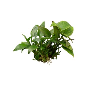 S.I. Cryptocoryne pontederiifolia - Φυτά για Ενυδρεία