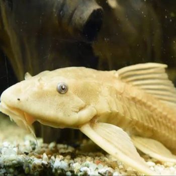 Hypostomus plecostomus  - Golden Plecostomus 5cm
