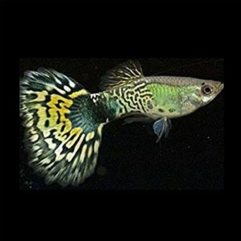 Poecillia reticulata – Green Cobra Guppy 2.5-3cm - Ψάρια Γλυκού