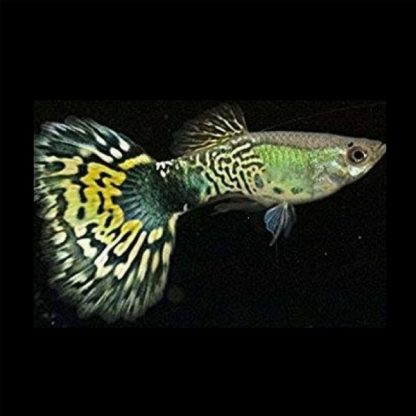 Poecillia reticulata – Green Cobra Guppy 2.5-3cm - Ψάρια Γλυκού