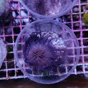 Cerianthus membranaceus - Hot Coral Offers