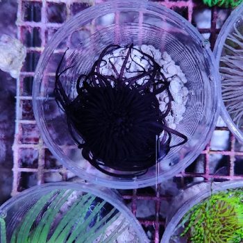 Cerianthus membranaceus black - Hot Coral Offers