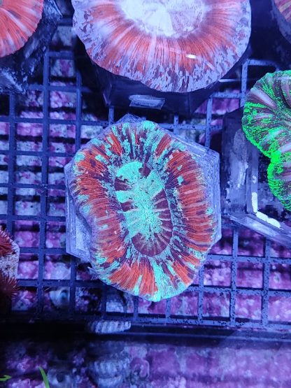 Trachyphyllia geoffroyi red G67 - Μητρικές αποικίες