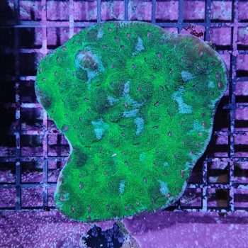 Fungia - Hot Coral Offers