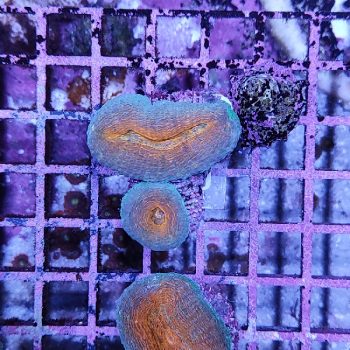 Ptereleotris microlepis M – Blue Gudgeon - Ψάρια Θαλασσινού