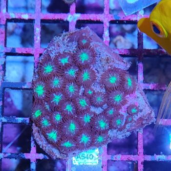 Zoanthus A540 - Frags