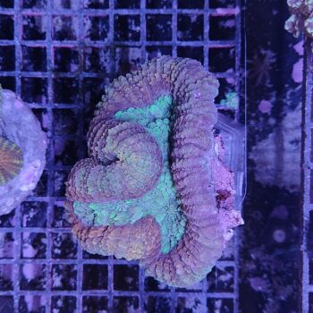 Lobophyllia A587 (50844)