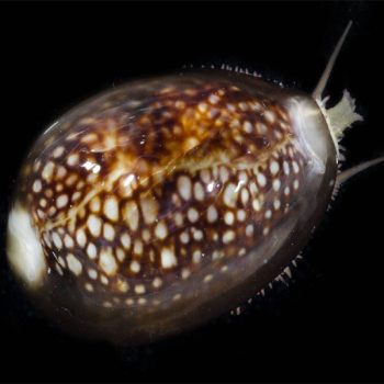 Monetaria caputserpentis - Serpent's-head cowries