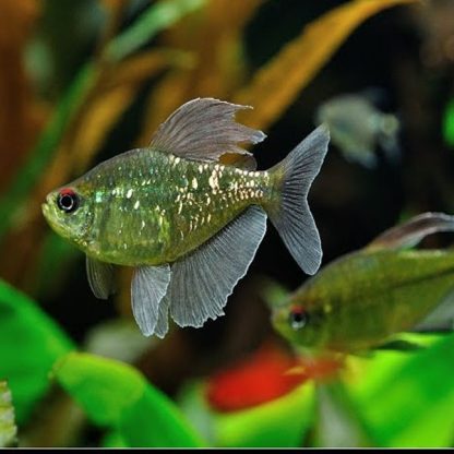 Mounkhousia pitteri - Diamond Tetra 3.5 cm