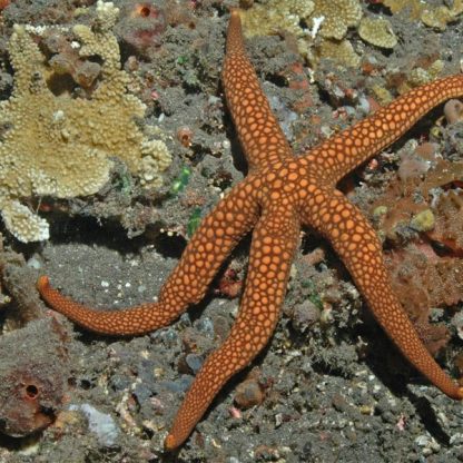 Nardoa novaecaledoniac – Pacific Jewel Starfish - Ασπόνδυλα Θαλασσινού