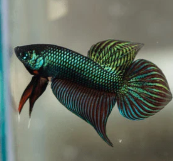 Betta smaragdina- Emerald Green Betta Smaragdina Male 3.5-4cm