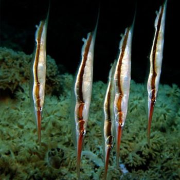 Aeoliscus strigatus – Razor Fish - Ψάρια Θαλασσινού