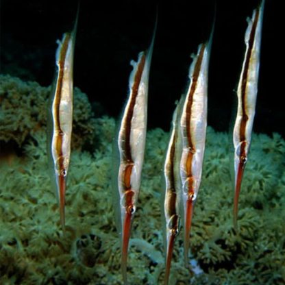 Aeoliscus strigatus – Razor Fish - Ψάρια Θαλασσινού