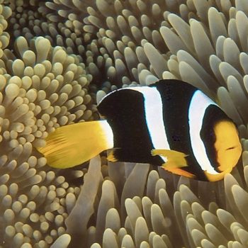 Amphiprion sebae – Sebae Clownfish M - Ψάρια Θαλασσινού