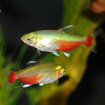 Aphyocharax rathbuni – Rathbun Blood Fin 2.5 cm - Ψάρια Γλυκού
