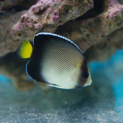 Apolemichthys xanthurus – Yellowtail Cream Angelfish M
