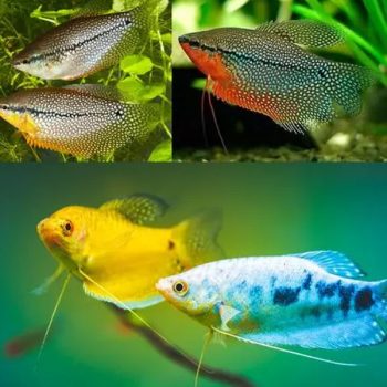Trichopodus trichopterus – Assorted Gourami 3.5 cm - Ψάρια Γλυκού