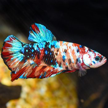 Chromis dimidiatus M – Bicolor Chromis - Ψάρια Θαλασσινού