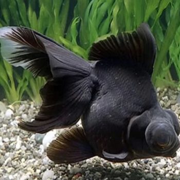 Carassius auratus -Black Moor 3-5cm - Ψάρια Γλυκού
