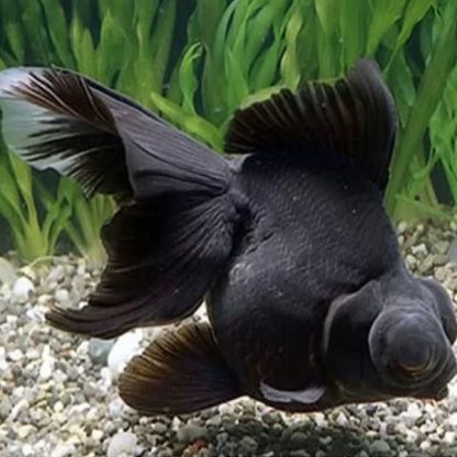 Carassius auratus -Black Moor 3-5cm