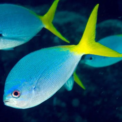 Caesio cuning – Redbelly yellowtail fusilier L - Ψάρια Θαλασσινού