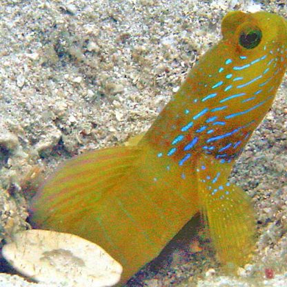 Cryptocentrus cyanotaenia – Lagoon Shrimpgoby - Ψάρια Θαλασσινού