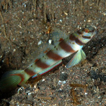 Amblyeleotris diagonalis – Diagonal shrimp goby - Ψάρια Θαλασσινού