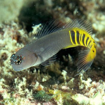 Ecsenius pulcher – Gulf Blenny - Ψάρια Θαλασσινού