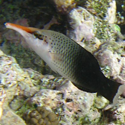 Gomphosus varius - Bird nose wrasse female M