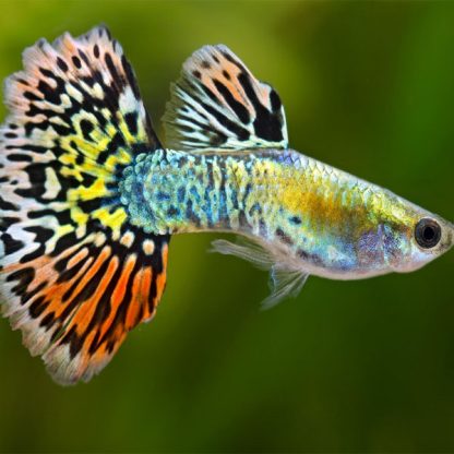 Poecillia reticulata – Guppy Luminous Leopard 2.5-3 cm - Ψάρια Γλυκού
