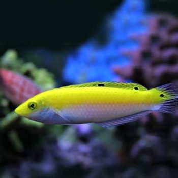 Halichoeres trispilus - Three Spot Wrasse