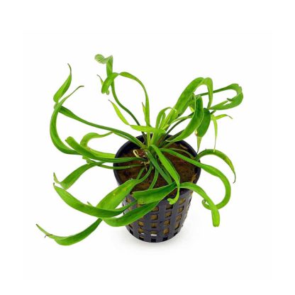 S.I Helanthium bolivianum ‘Vesuvius’ - Φυτά για Ενυδρεία