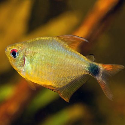 Hyphessobrycon heliacus – Kitty Tetra 2.5 cm - Ψάρια Γλυκού