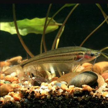 Kryptopterus macrocephalus – Stripped Glass Catfish - Ψάρια Γλυκού