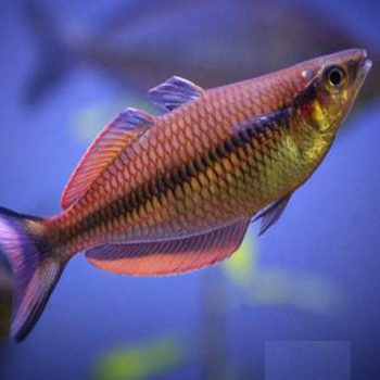 Melanotaenia sp.”Kali Semut” – Red Kali... - Ψάρια Γλυκού