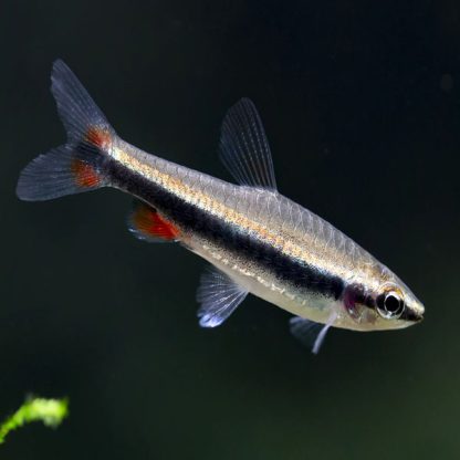 Nannostomus beckfordi-Nannostomus 2.5 cm - Ψάρια Γλυκού