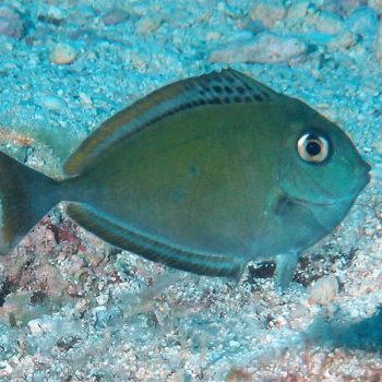 Naso hex acanthus - Sleek Unicornfish L