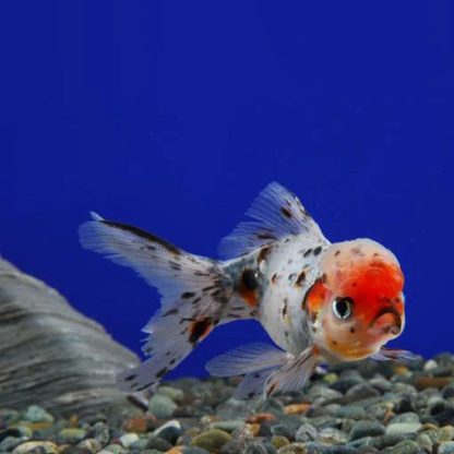 Carassius auratus – Oranda Calico 4 cm - Ψάρια Γλυκού