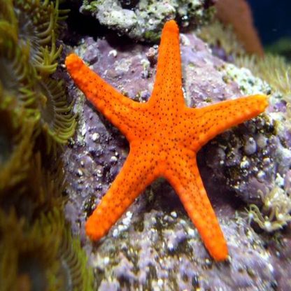 Fromia elegans - Orange Fromia Starfish