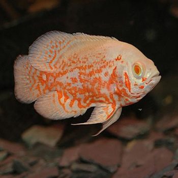 Astronotus ocellatus -Common Oscar Albino 7.5cm