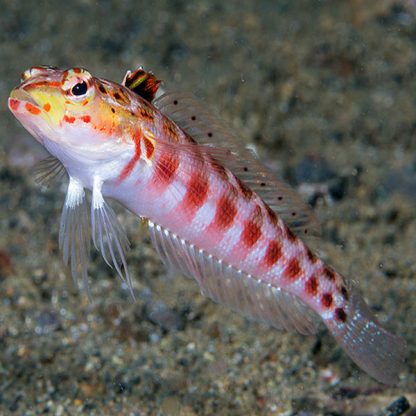 Parapercis schauinslandii – Flagfin Weever L - Ψάρια Θαλασσινού