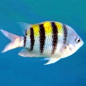 Abudefduf saxatilis – Sergeant Major - Ψάρια Θαλασσινού