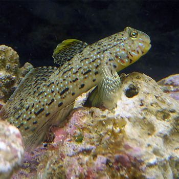 Istigobius ornatus – Ornate goby - Ψάρια Θαλασσινού