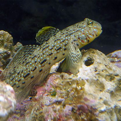 Istigobius ornatus – Ornate goby - Ψάρια Θαλασσινού