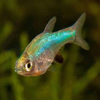 Sundadanio axelrodi var. Red – Rasbora Axelrodi Red... - Ψάρια Γλυκού