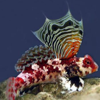 Synchiropus marmoratus - Scorpion Blenny